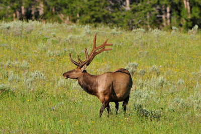 Yellowstone NP 7-18-13 2239.JPG