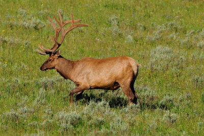 Yellowstone NP 7-18-13 2244.JPG