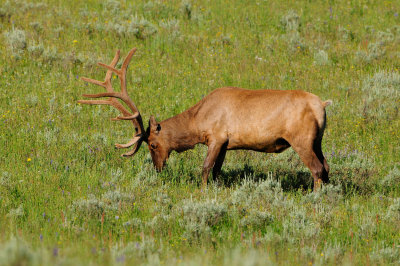Yellowstone NP 7-18-13 2245.JPG