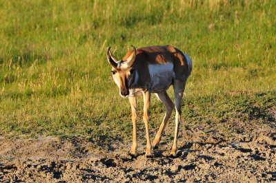 Yellowstone NP 7-18-13 2319.JPG