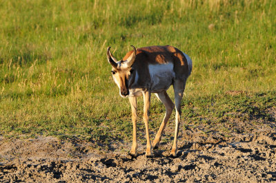 Yellowstone NP 7-18-13 2319.JPG