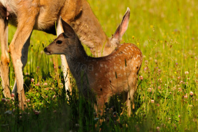 Yellowstone NP 7-18-13 2205.JPG