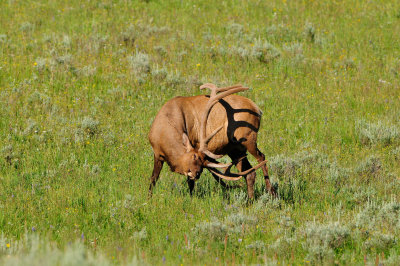 Yellowstone NP 7-18-13 2255.JPG