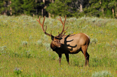 Yellowstone NP 7-18-13 2264.JPG
