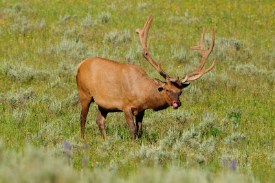 Yellowstone NP 7-18-13 2266.JPG