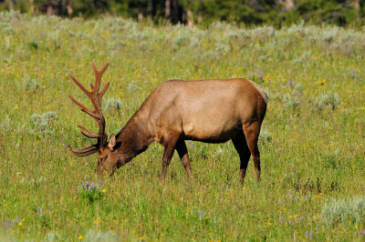 Yellowstone NP 7-18-13 2270.JPG