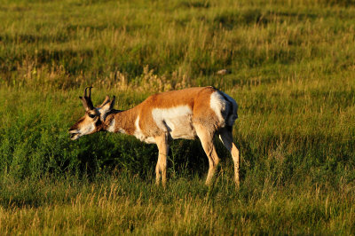 Yellowstone NP 7-18-13 2336.JPG