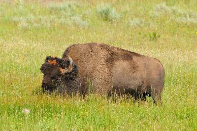 Yellowstone NP 7-19-13 2379.JPG