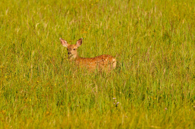 Yellowstone NP 7-18-13 2212.JPG