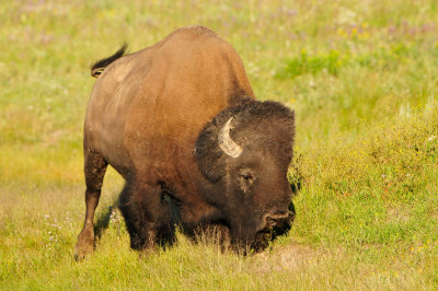 Yellowstone NP 7-19-13 2472.JPG