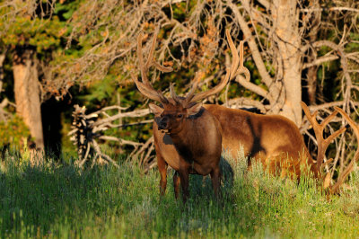 Yellowstone NP 7-20-13 2481.JPG