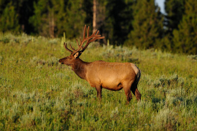 Yellowstone NP 7-20-13 2488.JPG