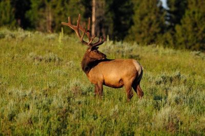 Yellowstone NP 7-20-13 2499.JPG