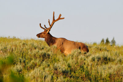 Yellowstone NP 7-20-13 2506.JPG
