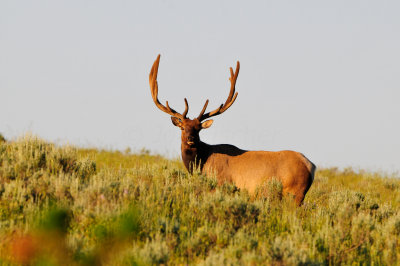 Yellowstone NP 7-20-13 2509.JPG