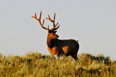 Yellowstone NP 7-20-13 2512.JPG