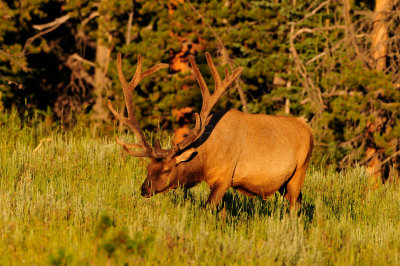 Yellowstone NP 7-20-13 2513.JPG