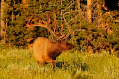 Yellowstone NP 7-20-13 2521.JPG