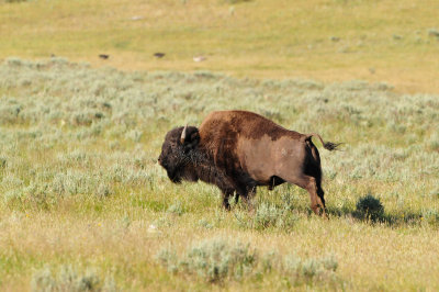 Yellowstone NP 7-20-13 2573.JPG