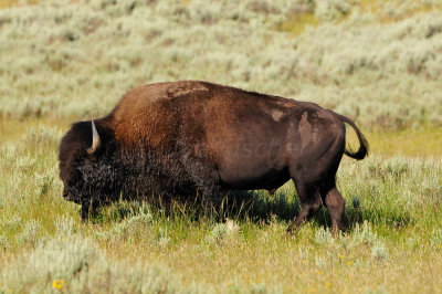 Yellowstone NP 7-20-13 2579.JPG
