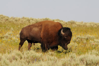 Yellowstone NP 7-20-13 2585.JPG