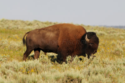 Yellowstone NP 7-20-13 2588.JPG