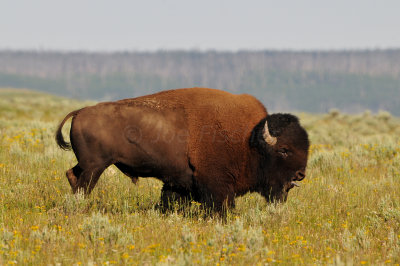 Yellowstone NP 7-20-13 2593.JPG