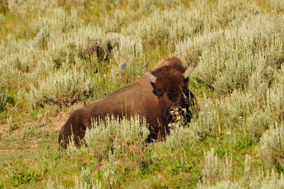 Yellowstone NP 7-20-13 2594.JPG