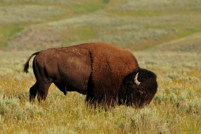 Yellowstone NP 7-20-13 2595.JPG