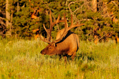 Yellowstone NP 7-20-13 2527.JPG
