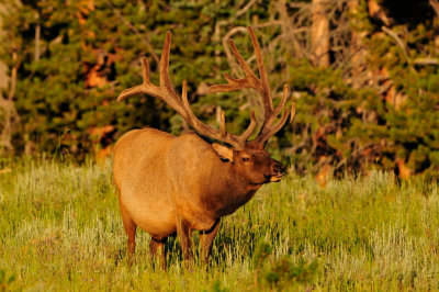 Yellowstone NP 7-20-13 2532.JPG