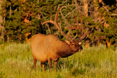 Yellowstone NP 7-20-13 2543.JPG