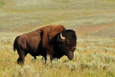 Yellowstone NP 7-20-13 2599.JPG