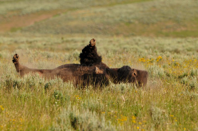 Yellowstone NP 7-20-13 2603.JPG