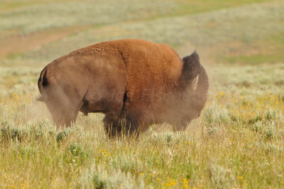 Yellowstone NP 7-20-13 2618.JPG