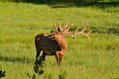 Yellowstone NP 7-20-13 2634.JPG