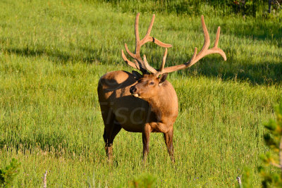 Yellowstone NP 7-20-13 2638.JPG