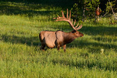 Yellowstone NP 7-20-13 2624.JPG