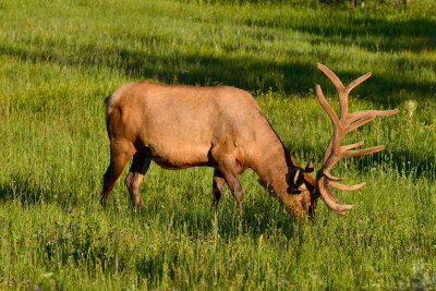 Yellowstone NP 7-20-13 2641.JPG
