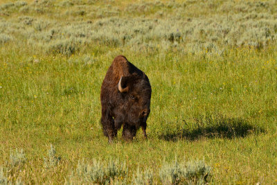 Yellowstone NP 7-20-13 2651.JPG
