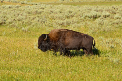 Yellowstone NP 7-20-13 2653.JPG
