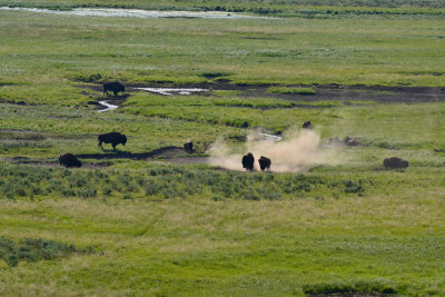 Yellowstone NP 7-20-13 2666.JPG
