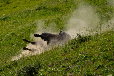 Yellowstone NP 7-20-13 2668.JPG