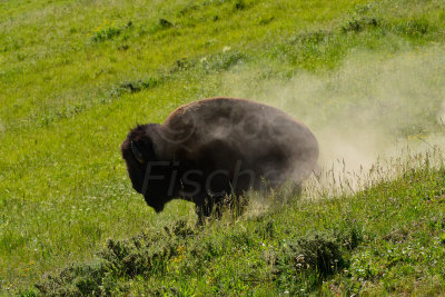 Yellowstone NP 7-20-13 2670.JPG