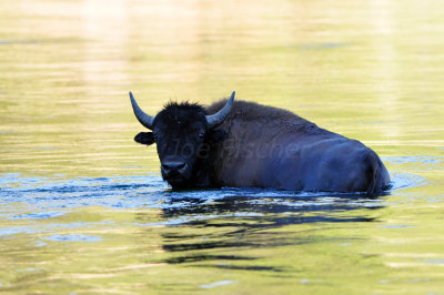Yellowstone NP 7-20-13 2852.JPG