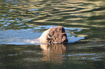 Yellowstone NP 7-20-13 2869.JPG