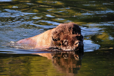 Yellowstone NP 7-20-13 2879.JPG