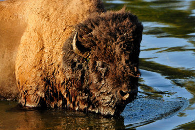 Yellowstone NP 7-20-13 2891.JPG