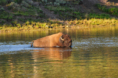 Yellowstone NP 7-20-13 2896.JPG