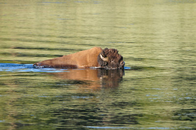Yellowstone NP 7-20-13 2900.JPG